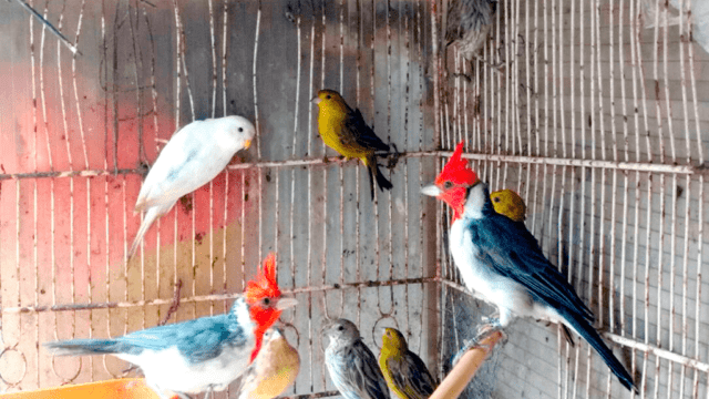 110 aves silvestres fueron rescatadas en Río Tercero-La Ola Digital