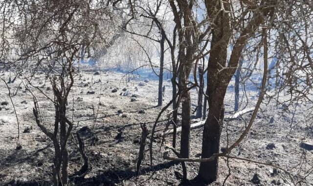 Está contenido el incendio de San Pedro Viejo-La Ola Digital