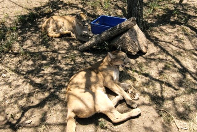 Trasladaron dos pumas más a Pumakawa-La Ola Digital