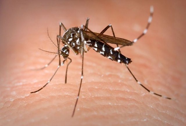 Dengue: Salud recomienda intensificar los cuidados para evitar las picaduras de mosquitos-La Ola Digital