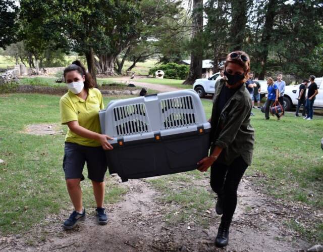 Ambiente trasladó tres monos rescatados del cautiverio ilegal-La Ola Digital