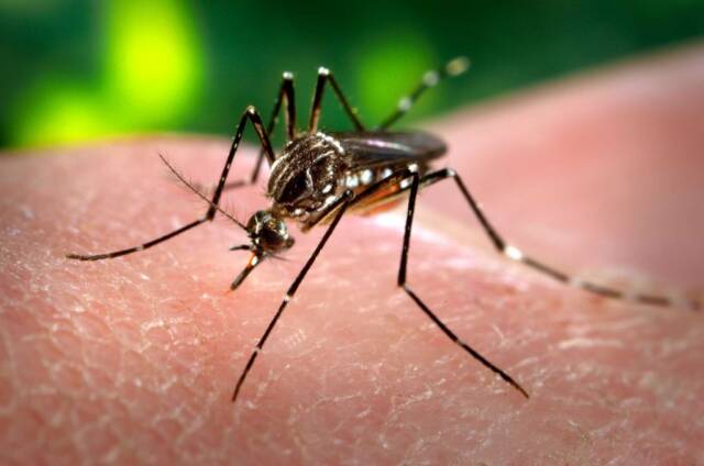 Dengue: se confirmaron dos fallecimientos en la provincia-La Ola Digital