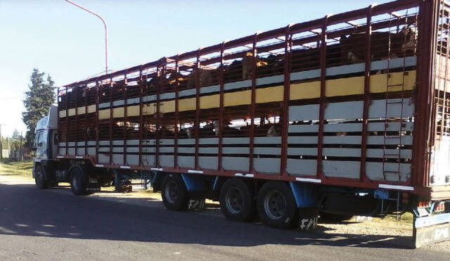 Policía secuestró un camión con 61 animales en el acceso a Villa Quillinzo-La Ola Digital