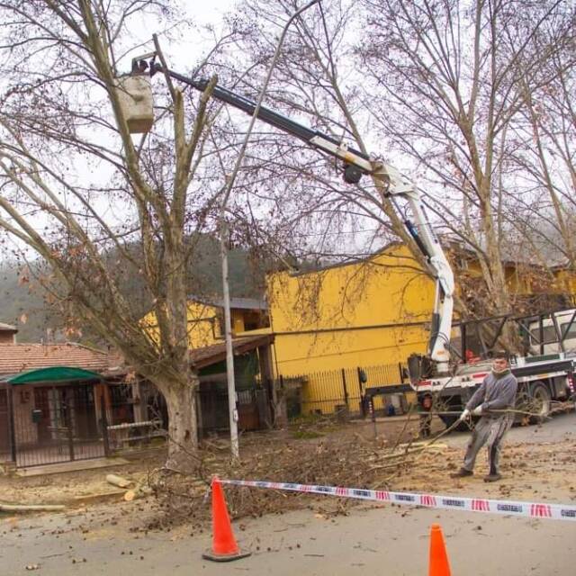 Santa Rosa: tareas de poda