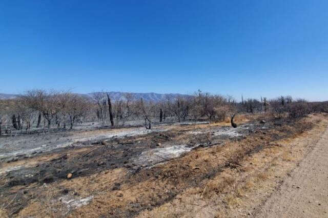 Las areas de incendios serían declaradas zona de desastre