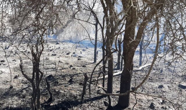 Remediación Social, Productivo y Ambiental por más de $15.600 millones a un mes de los incendios-La Ola Digital