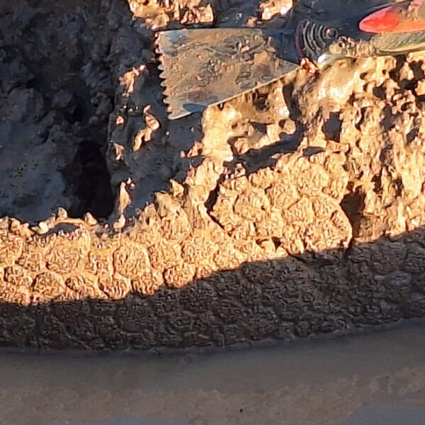 Hallazgo en Pampayasta: descubrieron restos de un gliptodonte -La Ola Digital