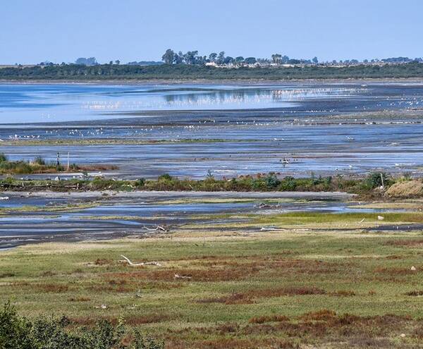 Ambiente realiza estudios de fauna nativa