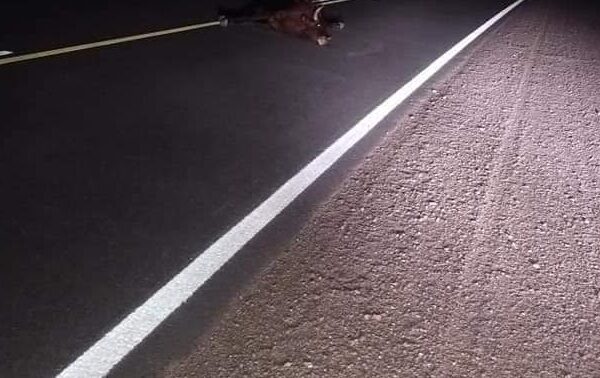 Una camioneta chocó contra un toro en Amboy-La Ola Digital