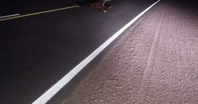 Una camioneta chocó contra un toro en Amboy-La Ola Digital