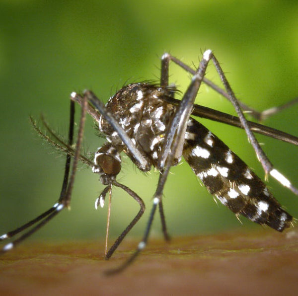 Caída del dengue en Córdoba: 3.394 casos este año contra 129.274 del 2024-La Ola Digital