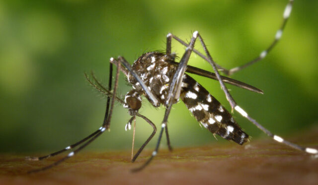 Caída del dengue en Córdoba: 3.394 casos este año contra 129.274 del 2024-La Ola Digital