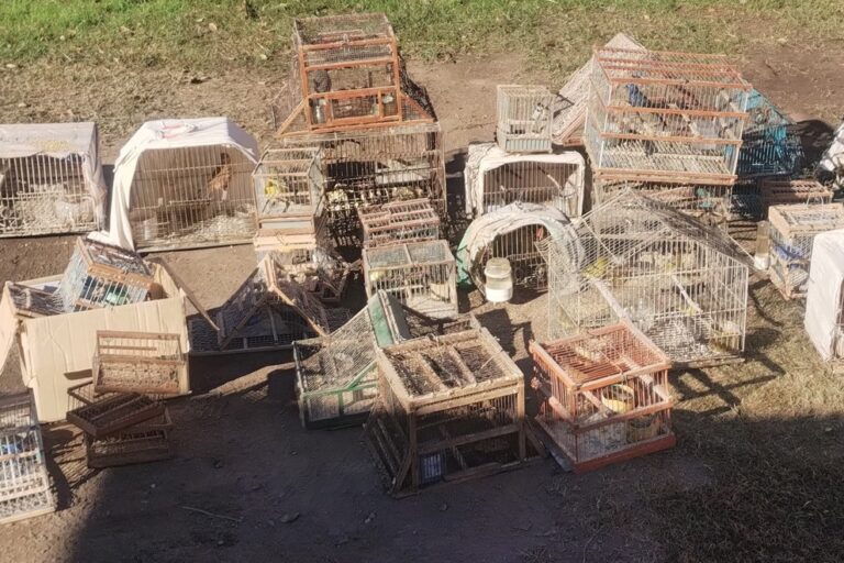 Personal del organismo ejecutó controles de fauna y recuperaron casi un centenar de ejemplares que estaban en cautiverio.Desde el Ministerio de Ambiente y Economía Circular, la Policía Ambiental de Córdoba ejecutó un operativo de control y rescate de fauna, tras recibir una denuncia de animales silvestres en cautiverio. El proceso se puso en marcha junto a la División de Investigaciones y la Patrulla Rural de la Provincia.El procedimiento se llevó a cabo luego de una investigación previa para dar con los acusados, quienes poseían 94 aves silvestres.Los operativos, en su mayoría, se realizaron en cuatro domicilios de Santa Rosa de Calamuchita y en una propiedad de Villa Allende.En el primer domicilio se halló la mayor cantidad de ejemplares, que luego fueron rescatados.Los inspectores contabilizaron 55 pájaros, 38 tramperos y 9 jaulas. Sin embargo, en otra casa que solo tenía cinco aves silvestres, tres de esos individuos pertenecen a dos especies en peligro de extinción.Las aves fueron trasladadas a la reserva Tatú Carreta por agentes policiales, luego de realizar las actas correspondientes por infringir la normativa ambiental, la cual prohíbe la tenencia de fauna silvestre en cautiverio.El paraje se ubica en Casa Grande, allí se los pondrá en cuarentena sanitaria protocolar para que los especialistas determinen si necesitan rehabilitación muscular o comportamental para regresar a la naturaleza.“En Santa Rosa, en las cuatro viviendas allanadas había aves paseriformes, es decir, aves pequeñas que mayormente tienen un plumaje colorido llamativo o un canto melodioso y por eso son perseguidas por el mascotismo ilegal. Mientras que en Villa Allende, secuestramos un guacamayo rojo, animal que no tiene distribución en Córdoba” , explicó Adrián Rinaudo, secretario de Policía Ambiental.