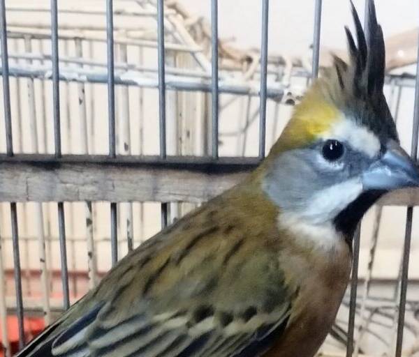 Policía Ambiental rescató a más de noventa aves en Santa Rosa de Calamuchita
