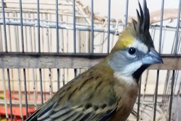Policía Ambiental rescató a más de noventa aves en Santa Rosa de Calamuchita