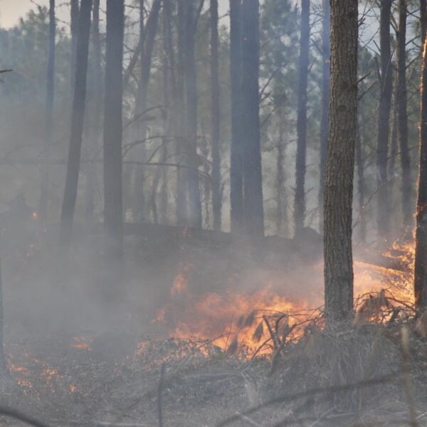 La Provincia declaró el estado de alerta ambiental por riesgo de incendios-La Ola Digital