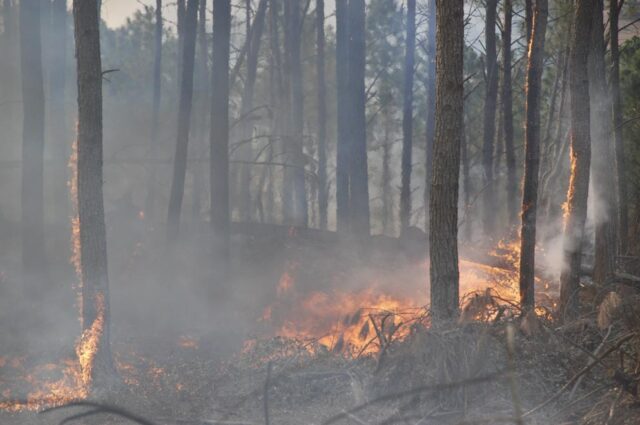 La Provincia declaró el estado de alerta ambiental por riesgo de incendios-La Ola Digital