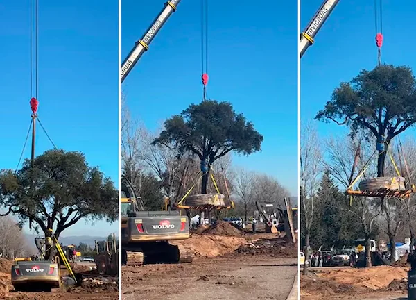 Removieron el quebracho de avenida Luchesse