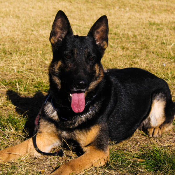Se retiró el perro más veterano de la Brigada Canina de Policía Ambiental