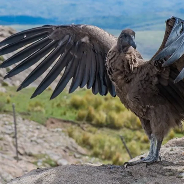 Córdoba declaró Monumentos Naturales Provinciales a ocho especies de fauna