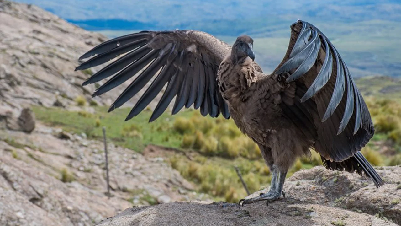 Córdoba declaró Monumentos Naturales Provinciales a ocho especies de fauna
