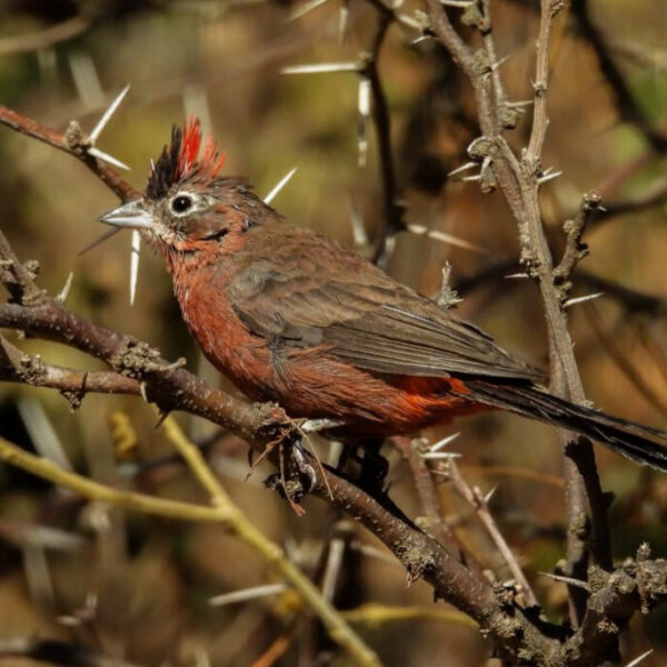 Aves liberadas