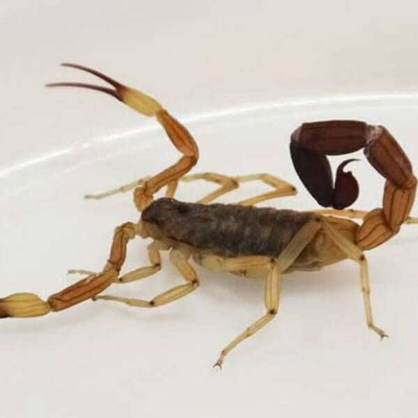 Accidentes con animales ponzoñosos