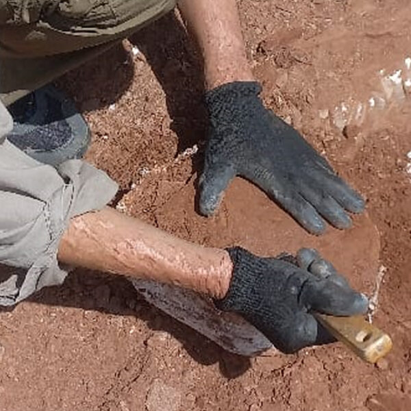 Hallazgo histórico en Córdoba: podría tratarse del primer vertebrado mesozoico registrado en la región-La Ola Digital