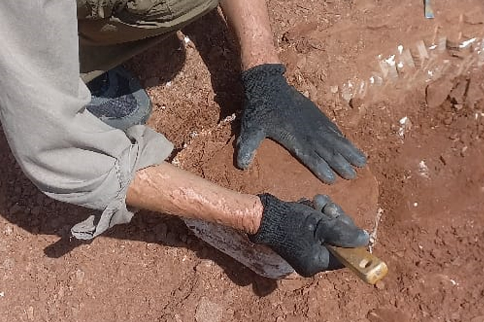 Hallazgo histórico en Córdoba: podría tratarse del primer vertebrado mesozoico registrado en la región-La Ola Digital