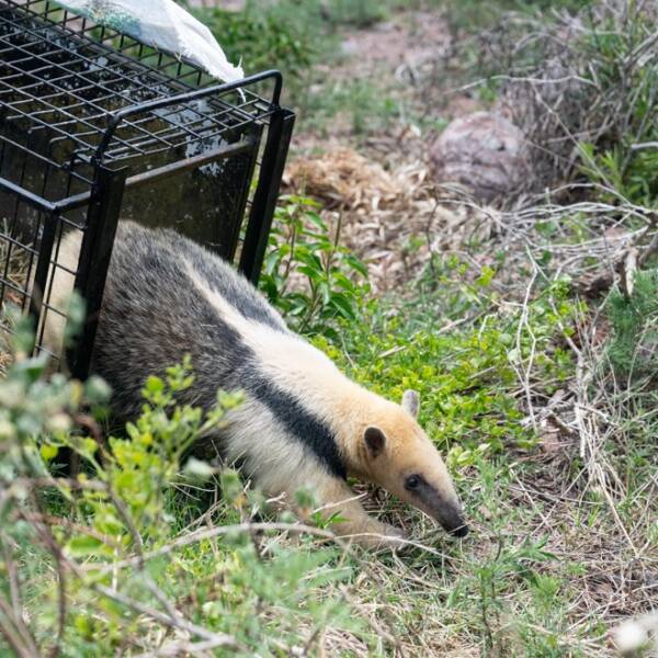 Policía Ambiental liberó un oso melero