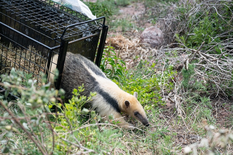 Policía Ambiental liberó un oso melero