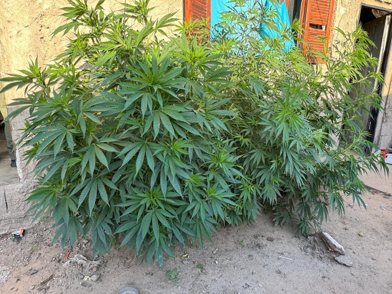 Megaoperativo antinarcóticos en Córdoba