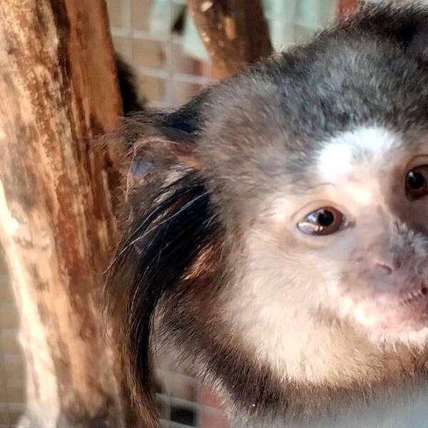 Policía Ambiental rescató dos monos tití pincel negro