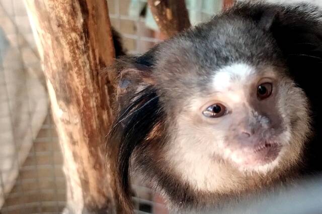 Policía Ambiental rescató dos monos tití pincel negro