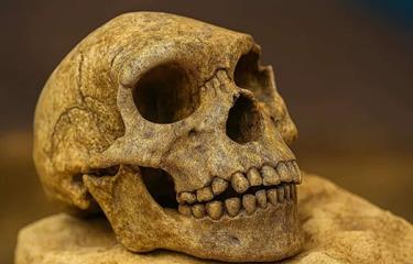 Buscaban drogas y encontraron cráneos-La Ola Digital