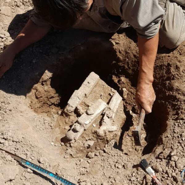 Amboy: encontraron restos fósiles de un Megatherium americanum-La Ola Digital