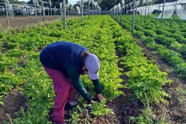 La Huerta en Tu Hogar 2026