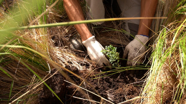 Hoy inicia un voluntariado para la restauración ecológica del Champaquí-La Ola Digital