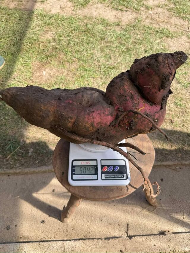 Consecharon una batata de más de 5 kilos en Villa Quillinzo-La Ola Digital