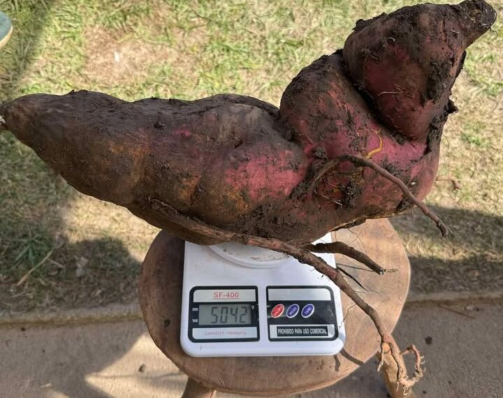 Cosecharon una batata de más de 5 kilos en Villa Quillinzo