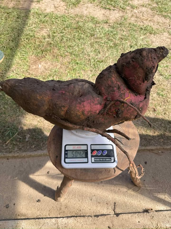 Consecharon una batata de más de 5 kilos en Villa Quillinzo-La Ola Digital