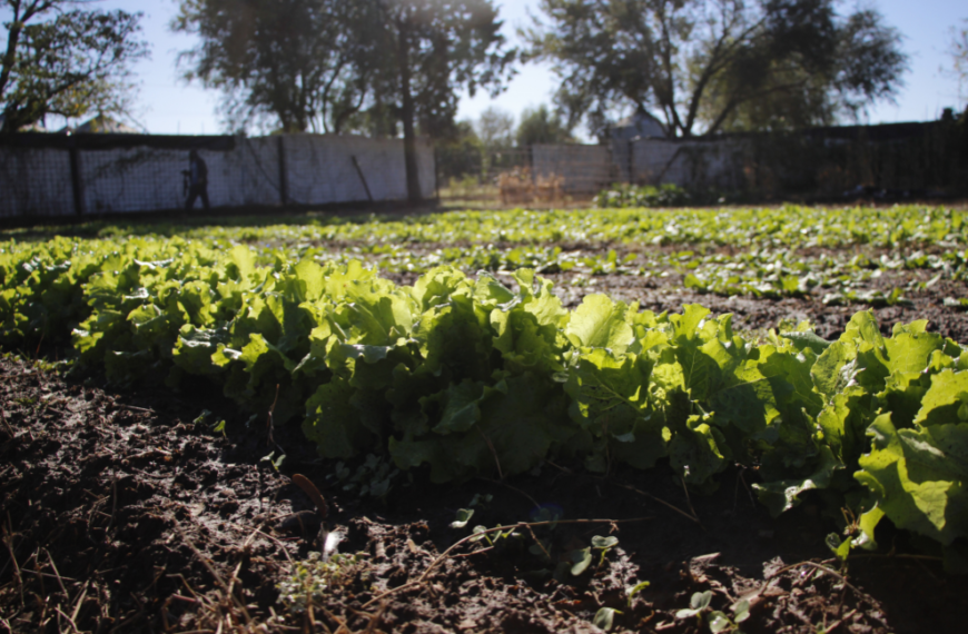 Comienza la entrega de semillas de la temporada otoño-invierno-La Ola Digital