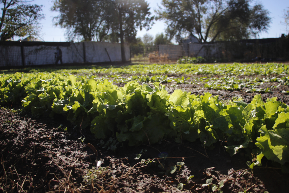 Comienza la entrega de semillas de la temporada otoño-invierno-La Ola Digital