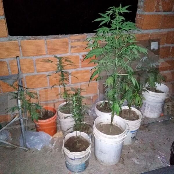 Detenciones, secuestro de drogas y accidentes viales este finde en Calamuchita-La Ola Digital