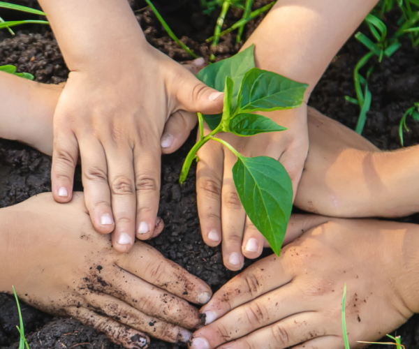 Villa Rumipal impulsa una jornada de reforestación con más de 300 plantas nativas-La Ola Digital