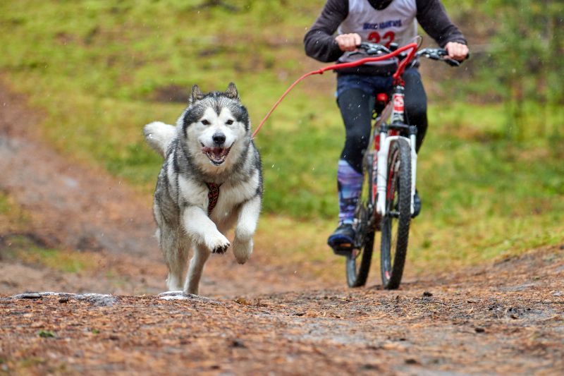 Villa Ciudad Parque será sede del Campeonato Argentino de Dryland Mushing-La Ola Digital