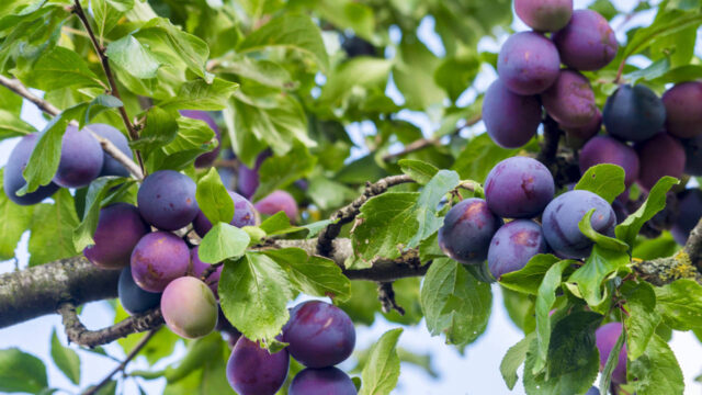 Villa Rumipal lanzó una nueva compra comunitaria de árboles frutales y ya abrió las reservas-La Ola Digital