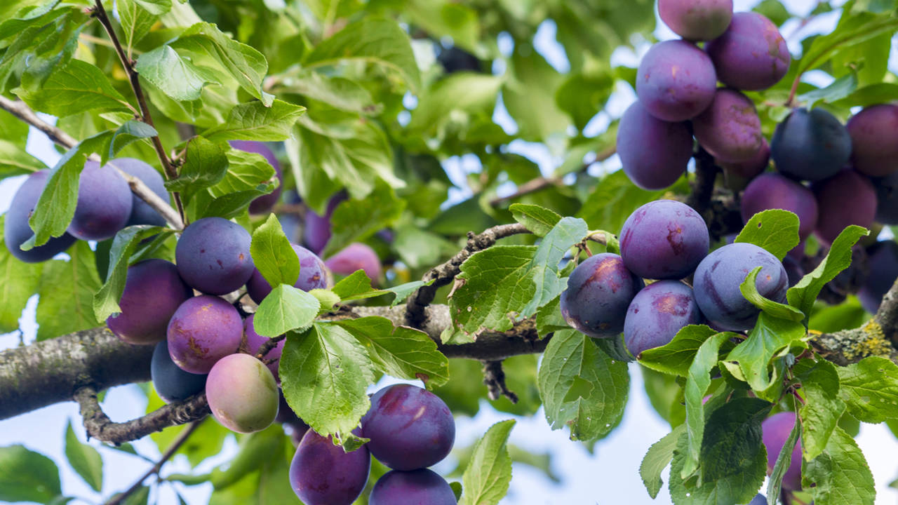 Villa Rumipal lanzó una nueva compra comunitaria de árboles frutales y ya abrió las reservas-La Ola Digital