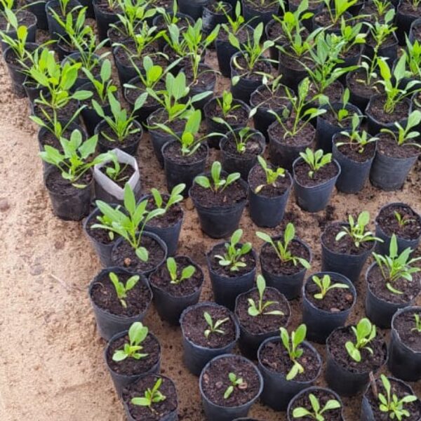 Taller gratuito de plantines y especies nativas en Villa Río Santa Rosa