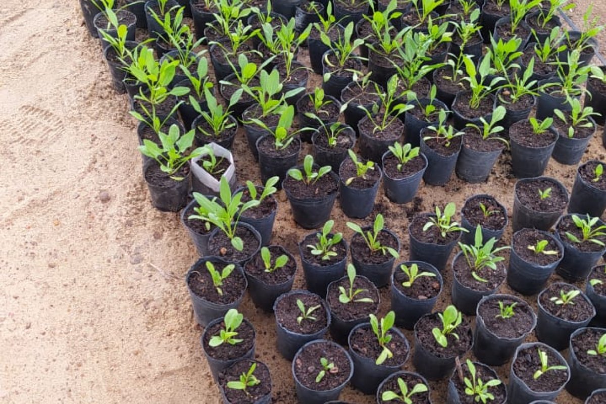 Taller gratuito de plantines y especies nativas en Villa Río Santa Rosa-La Ola Digital